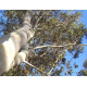 Eucalyptus-Feuilles.