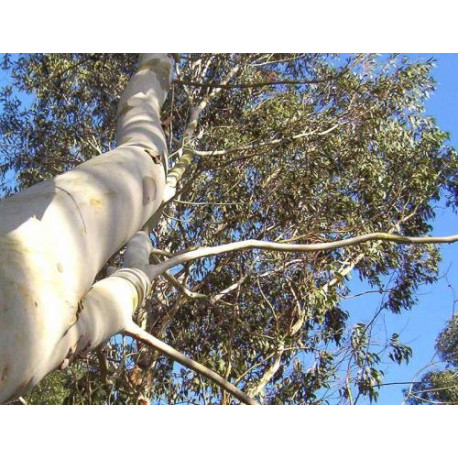 Eucalyptus-Feuilles.